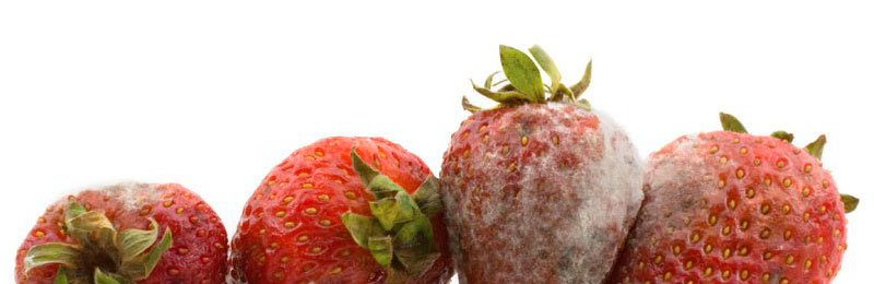 tipos de bacterias 0