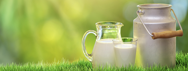 tipos de bacterias 03